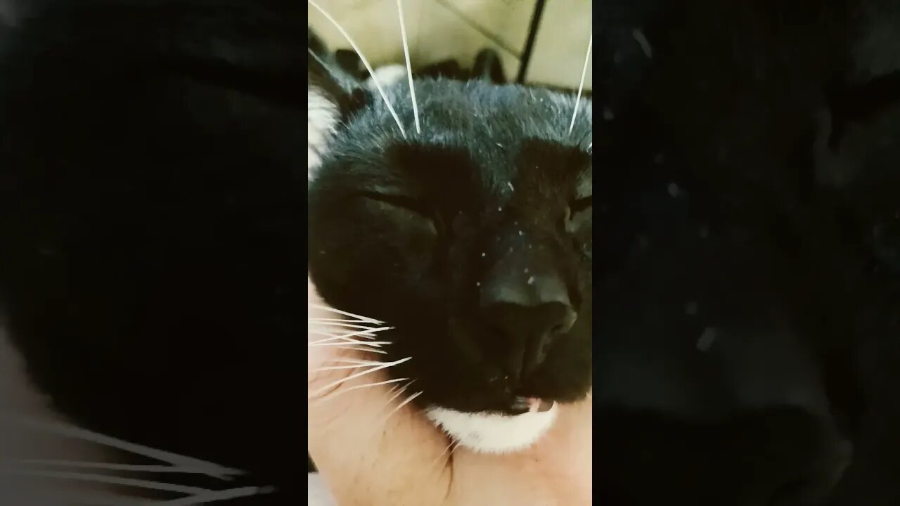Kitty being loved #shortsfeed #shortsvideo #kitty #cat #youtubeshorts #kittycat