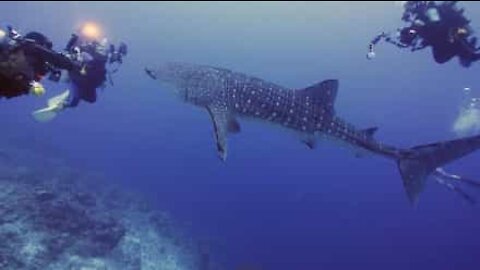 Un requin-baleine s'approche tout près de plongeurs