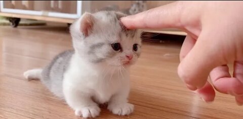 OMG so cute white cat