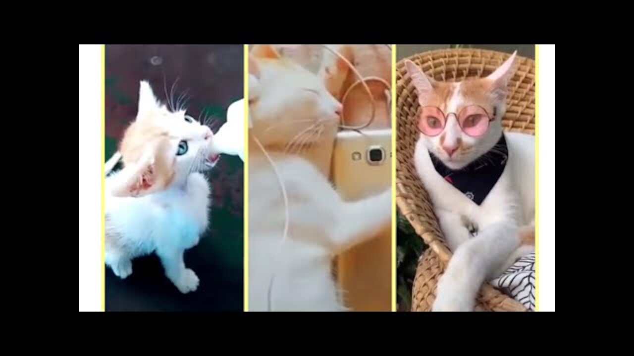 Cute Pets And Funny Animals Compilation # 25 - Pet home