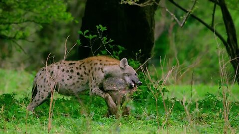 A hyena was nearly robbed of its food by a pack of wild dogs