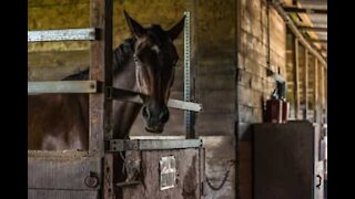 Cavalo adora lavar pelo de cão