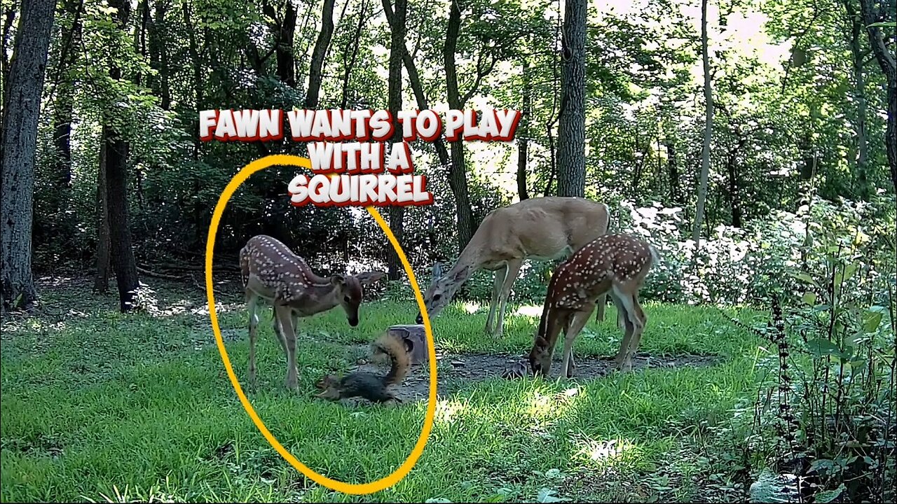 Fawn wants to play with a Squirrel