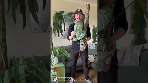 Philodendron sodiroi #shorts #mosspole #houseplants #indoorjungle #philodendron