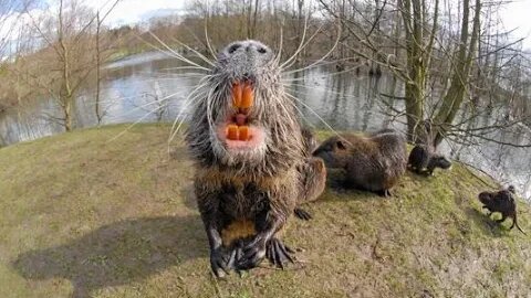 20-pound rodents with big orange teeth, rat-like tails, and no necks are wreaking havoc