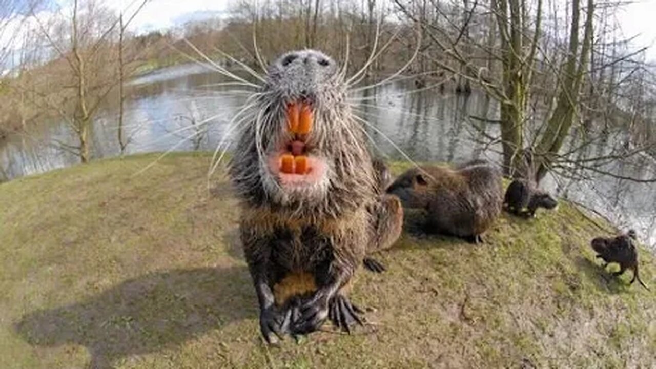 20-pound rodents with big orange teeth, rat-like tails, and no necks are wreaking havoc