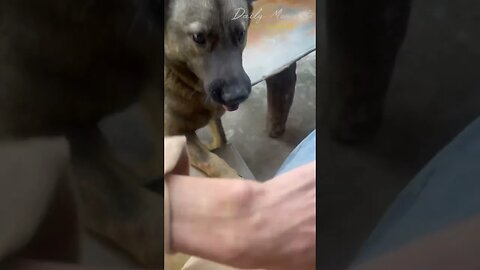 funny dog, asked me out by biting me #dog #shorts #rescue #bridge #troll #vlog