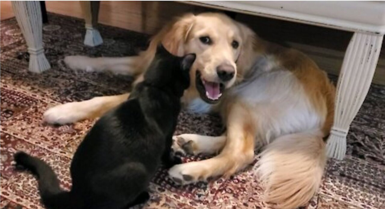 Golden Retriever & Cat playing under a table