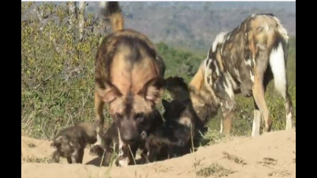 les emotions de l'Afrique ,chiots taniere