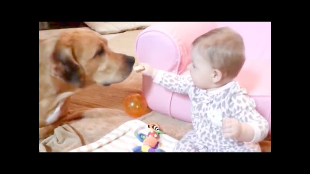 Cute Dogs and Babies are Best Friends forever........