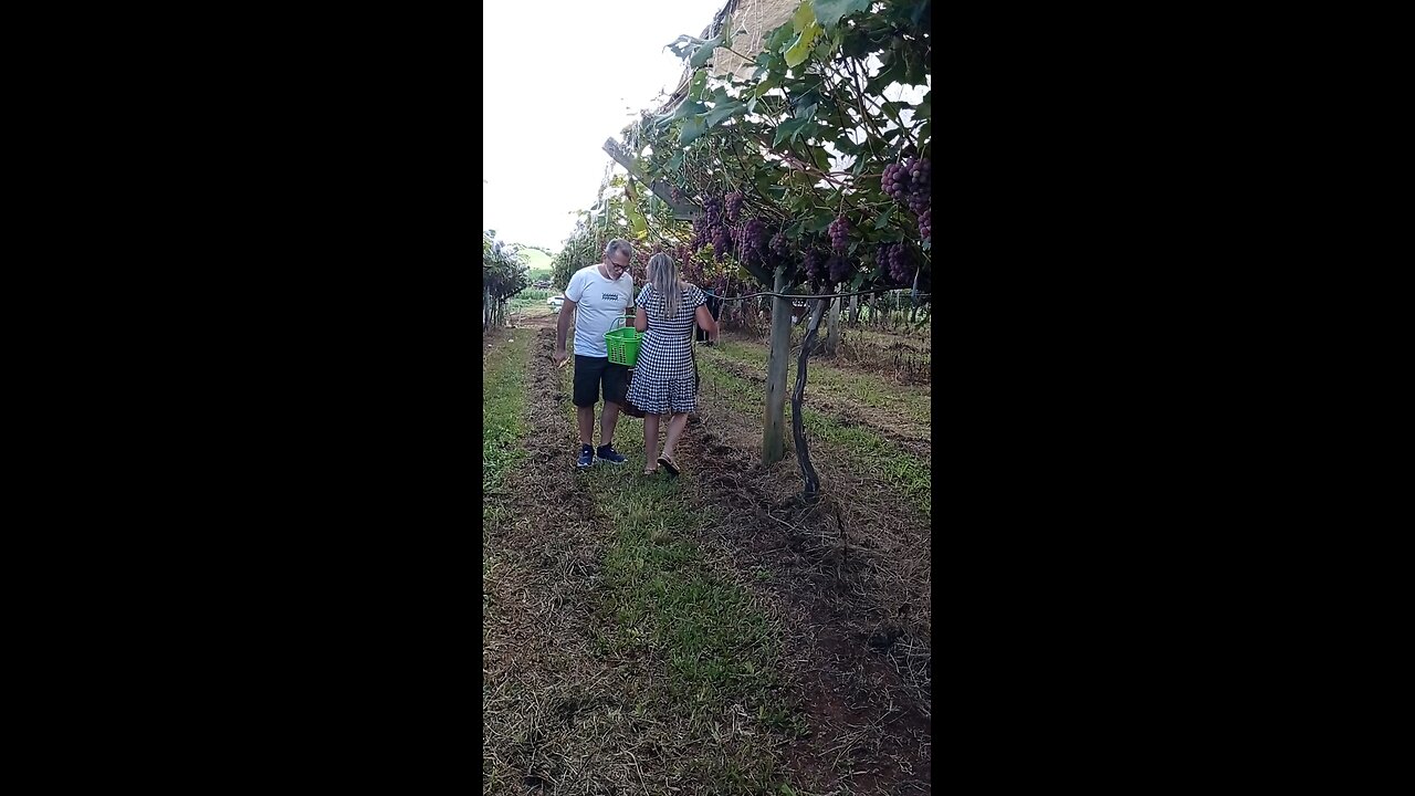 uvas