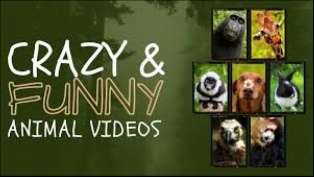 CRAZY AND FUNNY ANIMAL VIDEOS 2024 EVER 😄😄😄😂😂🤣🤣🤣