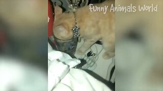 Funniest Dogs And Cats Videos Best Funny Animal Videos 2022