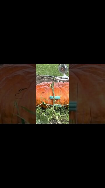 Cinderella Pumpkin #Bubba #giantpumpkin