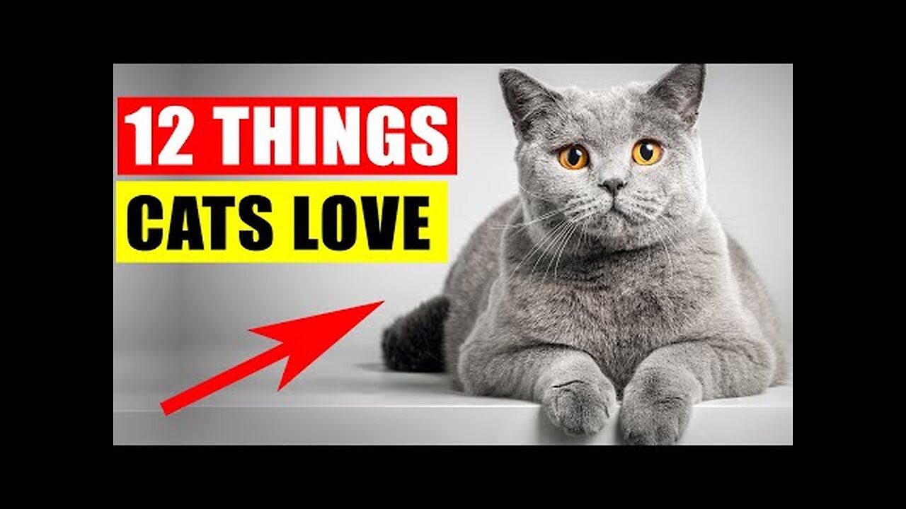 12 Things Cats Love the Most