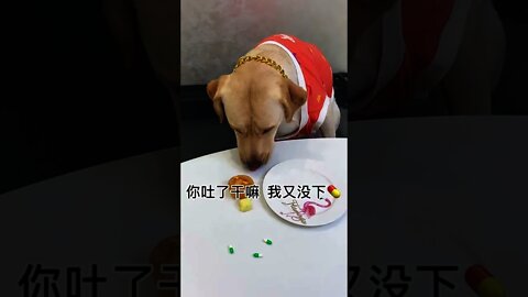 狗：下藥害死我阿 哼滾😒＃Shorts#Dog # 狗狗