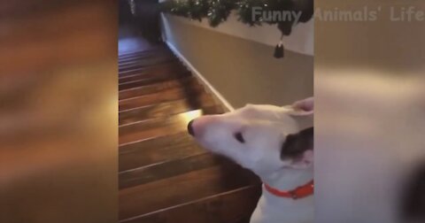 😂Funniest Animals - Best Of The 2021 Animals Vedios😹 #8 #shorts