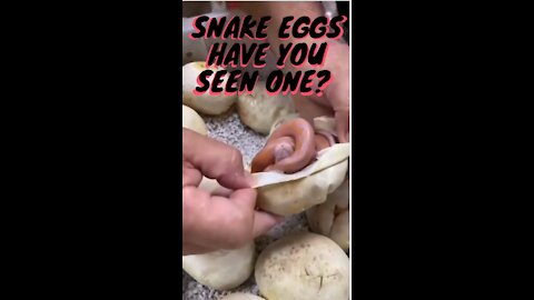 Snake Eggs HAVE YOU SEEN ONE?