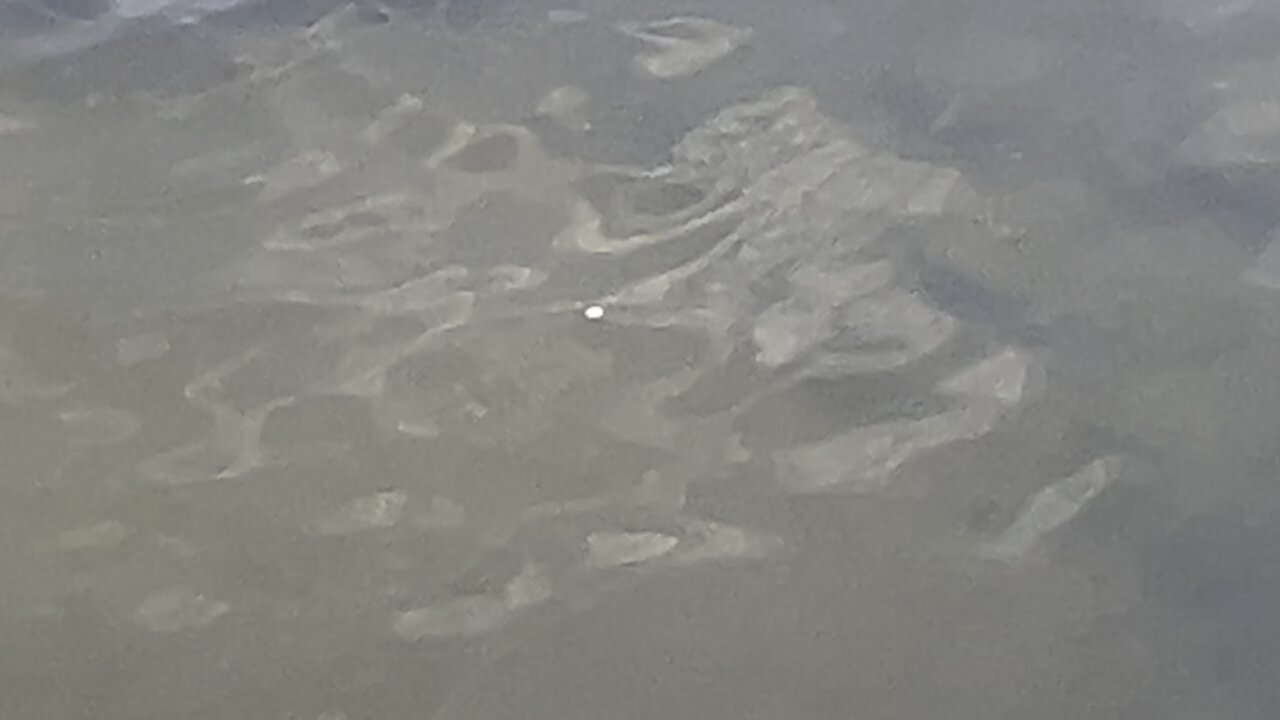 Minnows Humber River James Gardens Toronto