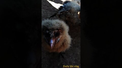 little pig owl