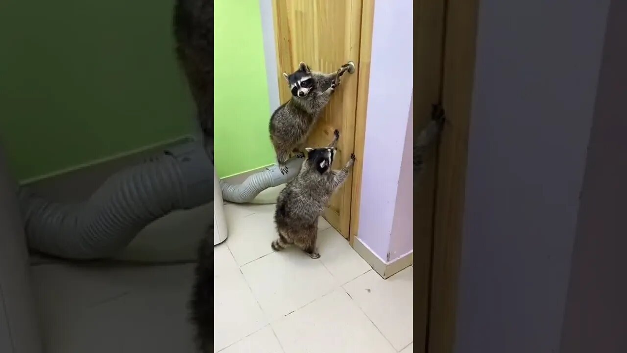 #shorts Смешные Еноты Из Тик Ток 19 Funny Tik Tok Raccoons