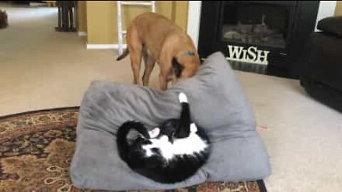 Dog kicks cat out of his bed