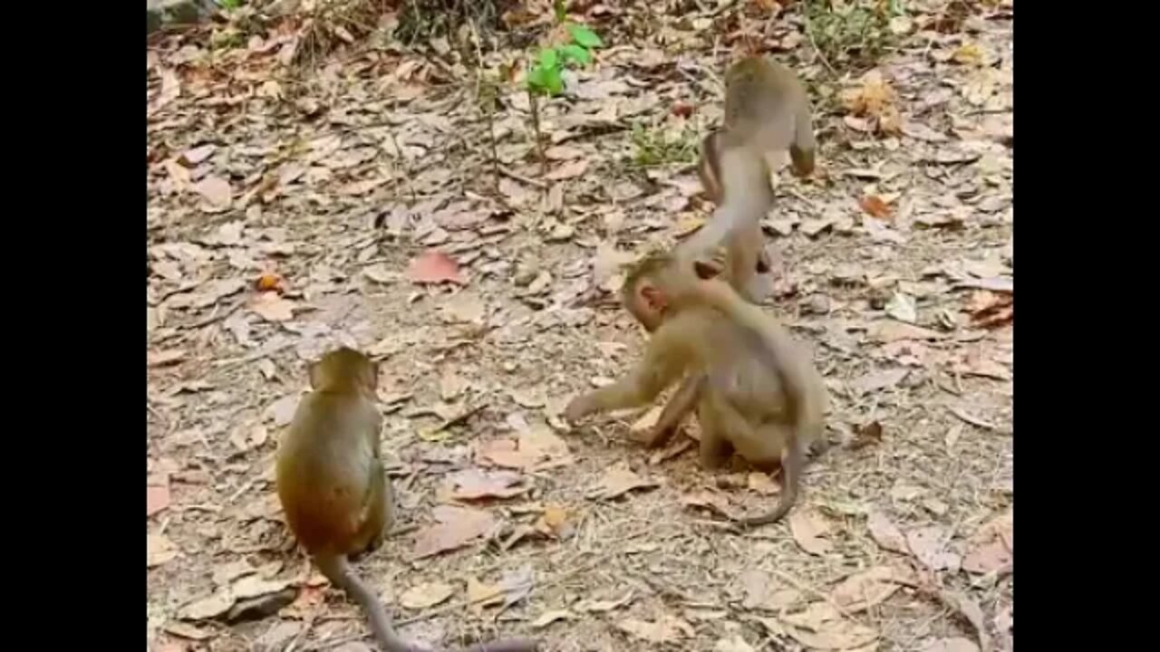 Poor Baby Orphan Monkeys Scared On Bonita Kidnaped Baby Stormy From Young Mom Spring