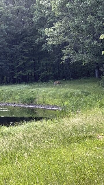 Deer in the woods (4k)