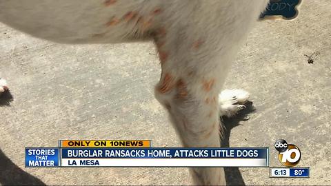 Burglar ransacks La Mesa home, attacks dogs