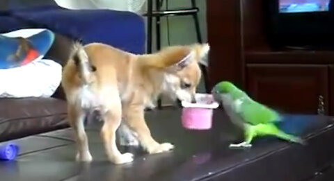 DOG AND PARROT PLAYING