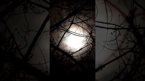 NIGHT FOREST SOUNDS #nature #universe #calm #forest #shorts