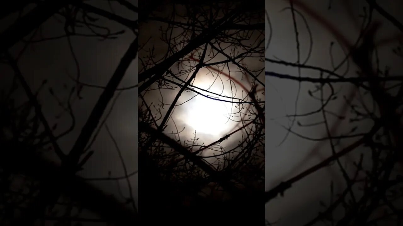 NIGHT FOREST SOUNDS #nature #universe #calm #forest #shorts