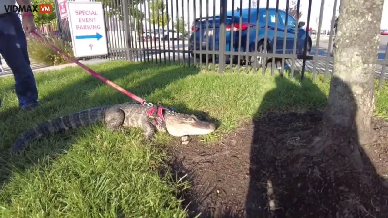 Man Is Not Allowed Into Phillies Game With His Emotional Support Alligator