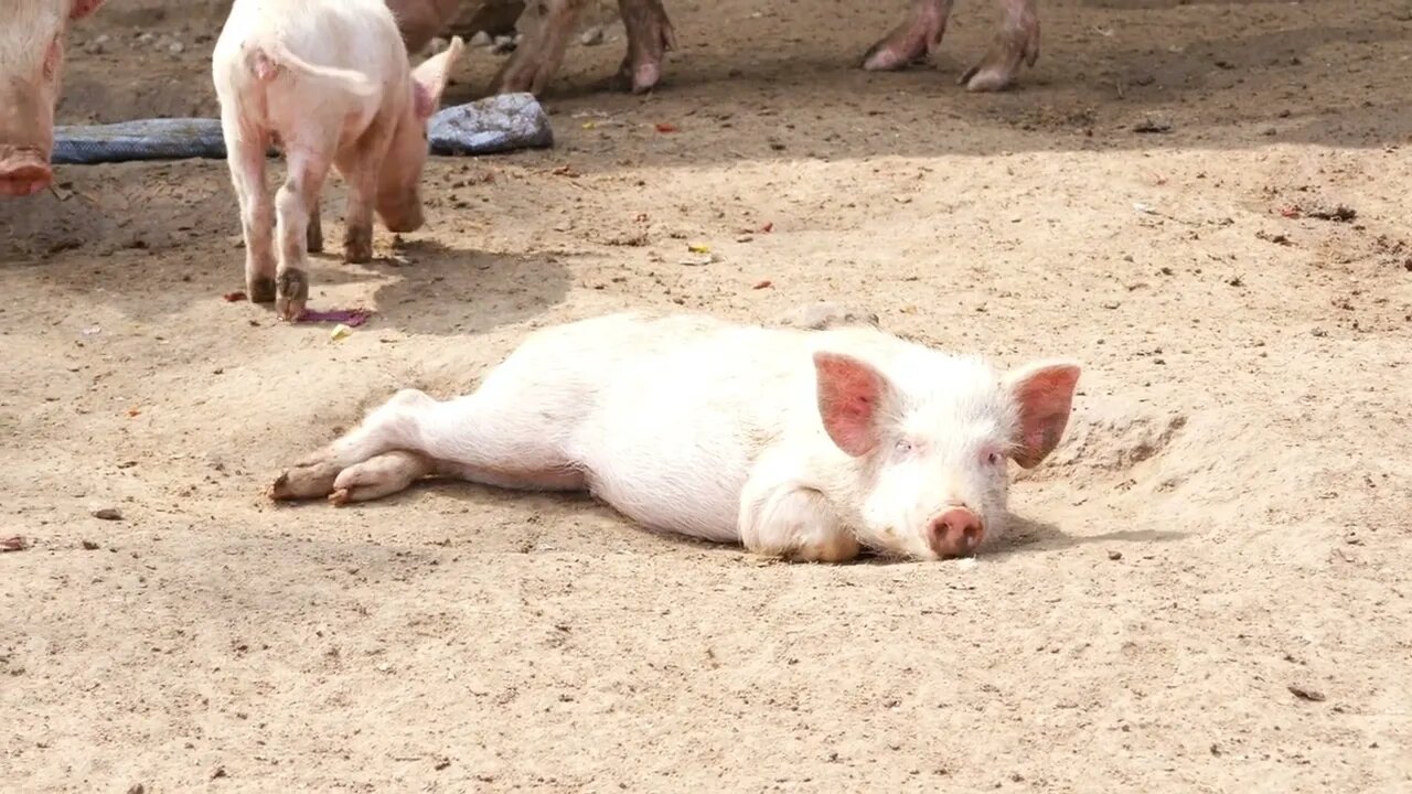 Close view of a sleeping pig, Footage of sleeping with pigs walking around