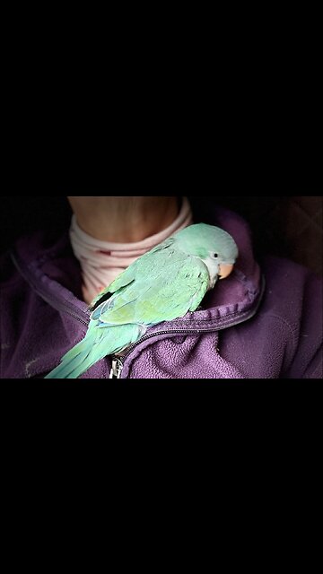 Gertrude rip and tear paper ON THE BED!!!🤣😂