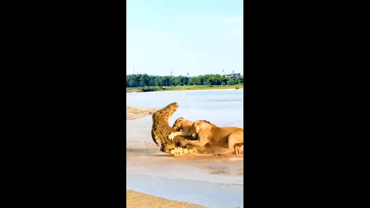 super Animal 🐅🦁🐫shorts video