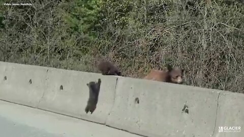 WOW!!! Hitting a wall: Adorable bear cubs climbing in Whistler