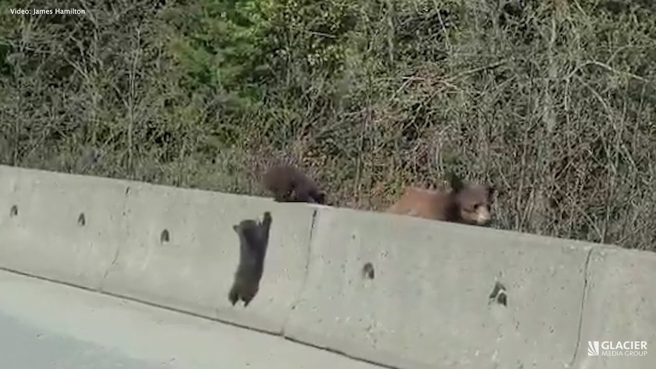 WOW!!! Hitting a wall: Adorable bear cubs climbing in Whistler