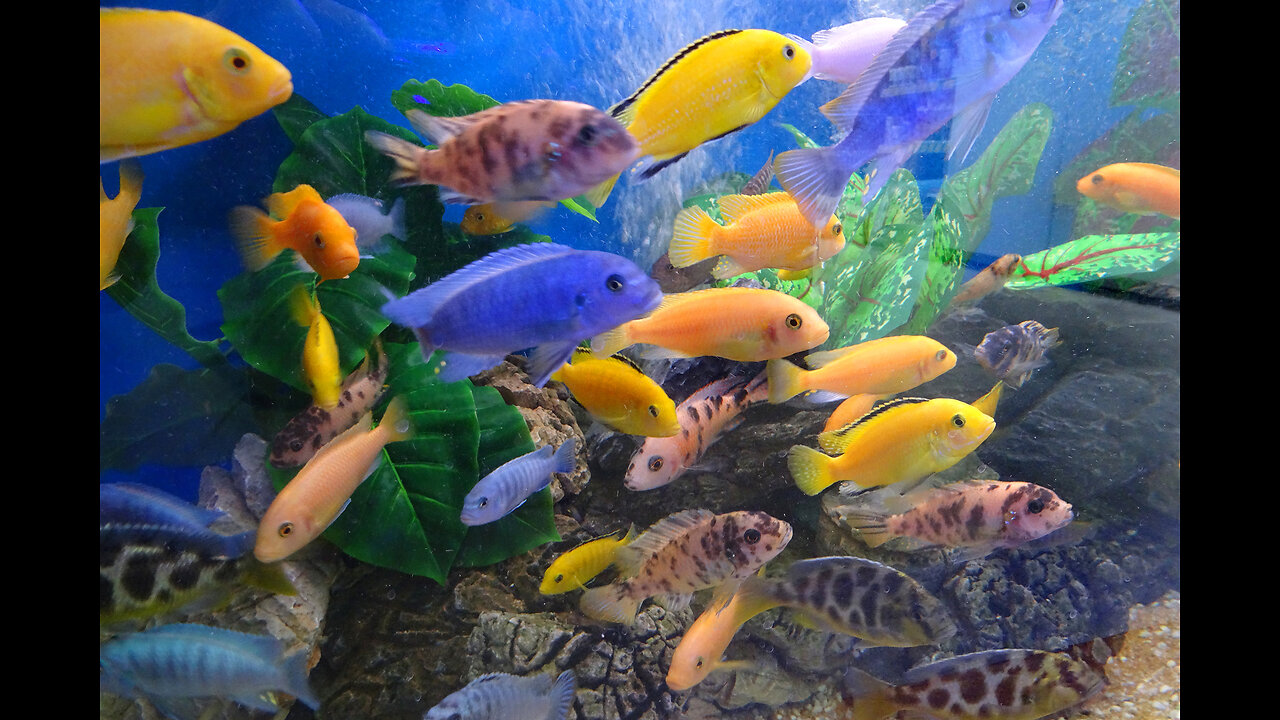 Colorful Wonders: The Intriguing World of Cichlids