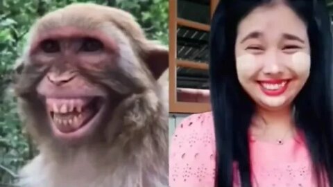 Troll Prank Dog Funny fake Lion and Fake Tiger Prank To dog Huge Box Prank to dog