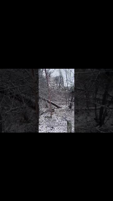 Snow Covered Trees are Beautiful