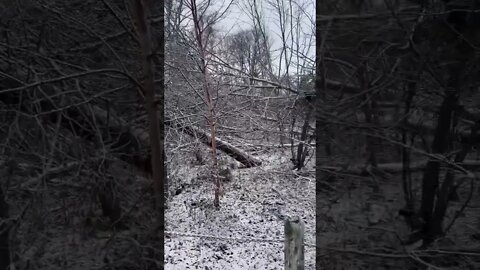 Snow Covered Trees are Beautiful