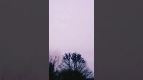 🐉🌳
