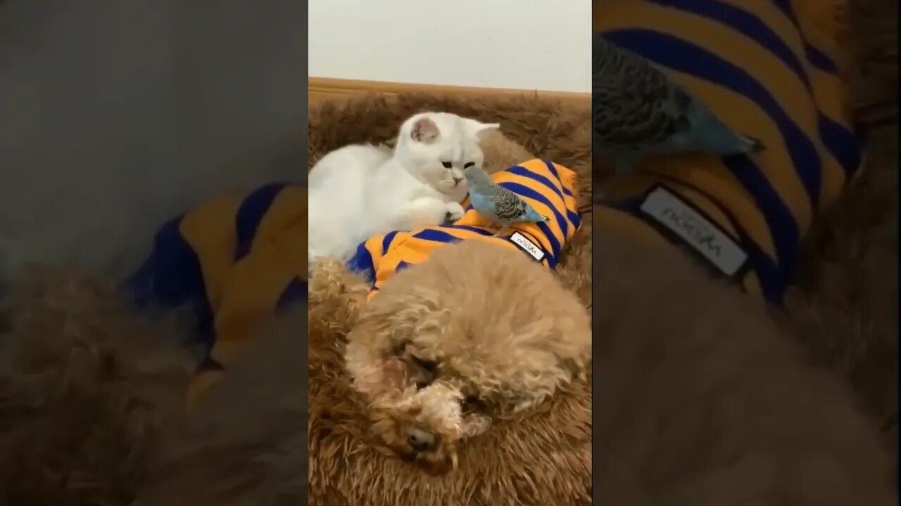When It’s Time To Go To Bed⏰ 🐶 😽 🦜 💤 🌜 #AnimalLovers ♥️#animallivesmatter ♥️#AnimalFamily ♥️
