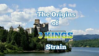 The Origins of 3 Kings Cannabis Strain