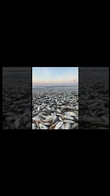 Tens of thousands of dead fish found washed up along Texas beach.