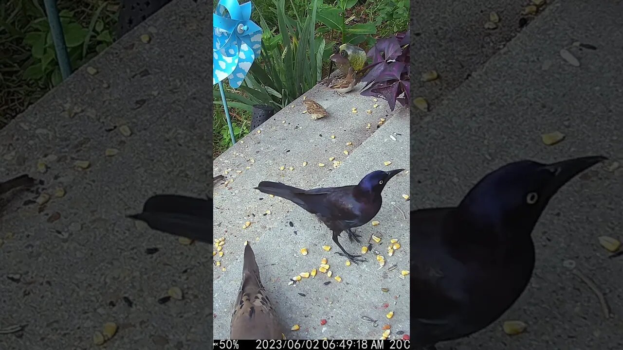 This Grackle Has Beautiful Colors! 😍