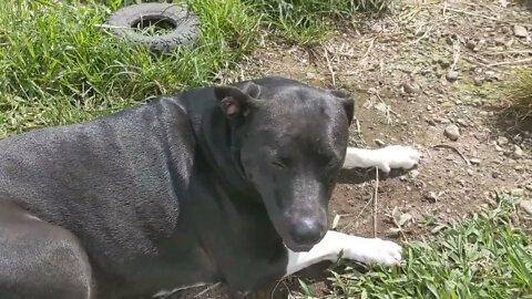 A Pack of Pittys 🐾 and Some Sun 🌞