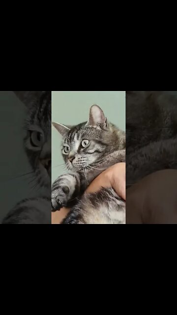 Cutest cat 🐈‍⬛ on the planet 💕