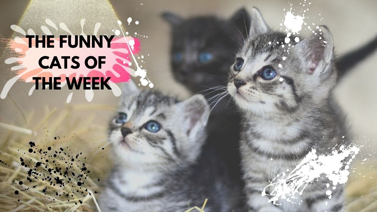 FUNNEST CATS OF THE MOMENT